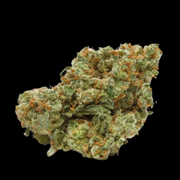 The Real Amnesia Cannabisblüte – gewachsen aus Feminisierte Hanfsamen von Growers Choice