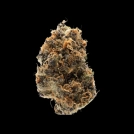 Watermelon Punch Cannabisblüte – gewachsen aus Feminisierte Hanfsamen von Growers Choice