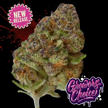 Blue Zushi Cannabisblüte – gewachsen aus Feminisierte Hanfsamen von Growers Choice