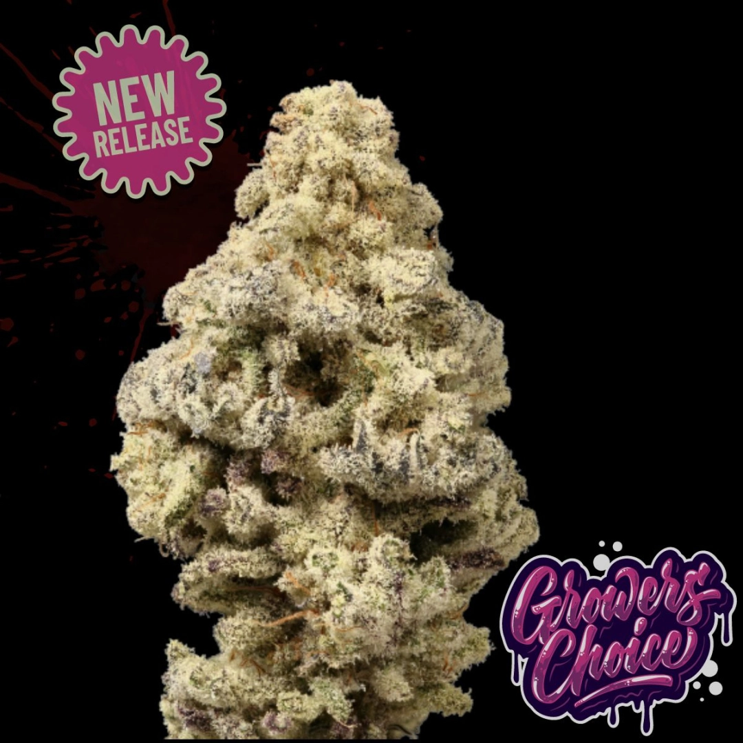 Mac ‘N’ Cheese – Growers Choice – Feminisiert