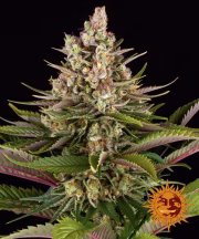 Sour Strawberry Cannabisblüte – gewachsen aus Feminisierte Hanfsamen von Barneys Farm