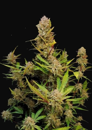 Apricot Cannabisblüte – gewachsen aus Automatic Hanfsamen von FastBuds Seeds