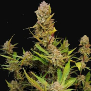 Apricot Autoflowering Hanfsamen Cannabis Blüte - gewachsen aus Automatic Hanfsamen für den Anbau