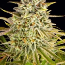 Lemon Drizzle Cannabisblüte – gewachsen aus Feminisierte Hanfsamen von Barneys Farm