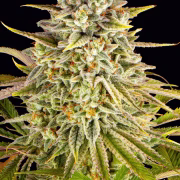 Lemon Drizzle Cannabisblüte – gewachsen aus Feminisierte Hanfsamen von Barneys Farm