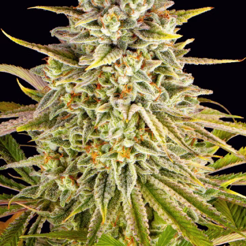 Lemon Drizzle Cannabisblüte – gewachsen aus Feminisierte Hanfsamen von Barneys Farm