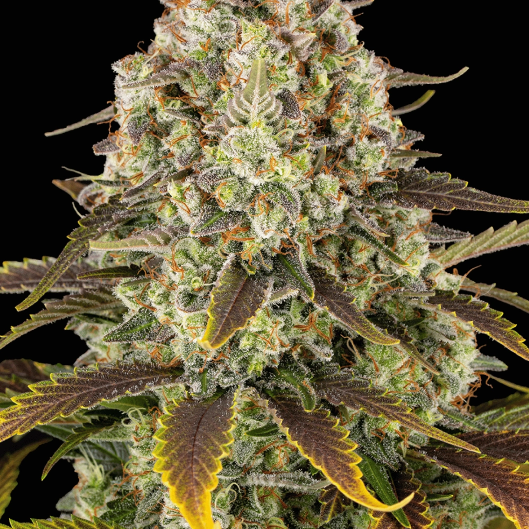 Ice Cream Cake – Barneys Farm – Feminisiert