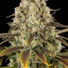 Ice Cream Cake Cannabisblüte – gewachsen aus Feminisierte Hanfsamen von Barneys Farm