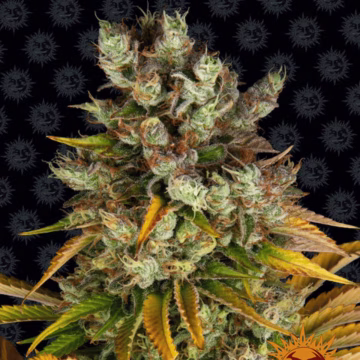 Barneys Farm GMO Cannabisblüte – gewachsen aus Feminisierte Hanfsamen von Barneys Farm