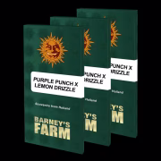 PURPLE PUNCH X LEMON DRIZZLE Cannabisblüte – gewachsen aus Feminisierte Hanfsamen von Barneys Farm