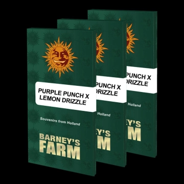 PURPLE PUNCH X LEMON DRIZZLE Cannabisblüte – gewachsen aus Feminisierte Hanfsamen von Barneys Farm