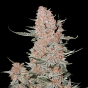 Ztrawberriez Auto Cannabisblüte – gewachsen aus Automatic Hanfsamen von FastBuds Seeds