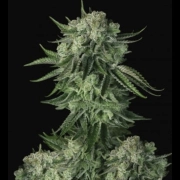 Moby Dick Auto Cannabisblüte – gewachsen aus Automatic Hanfsamen von FastBuds Seeds