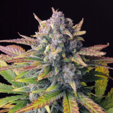 Tropicana Cookies Auto Cannabisblüte – gewachsen aus Automatic Hanfsamen von FastBuds Seeds