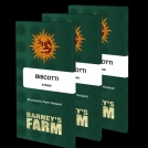 Biscotti Strain Cannabisblüte – gewachsen aus Feminisierte Hanfsamen von Barneys Farm