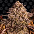 Blue Sunset Sherbert Cannabisblüte – gewachsen aus Feminisierte Hanfsamen von Barneys Farm