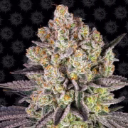 Runtz Strain Cannabisblüte – gewachsen aus Feminisierte Hanfsamen von Barneys Farm