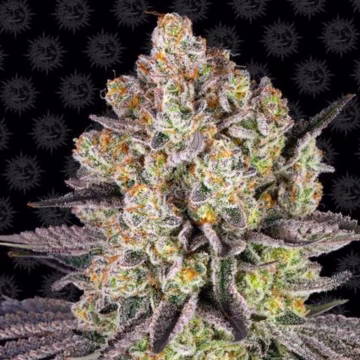 Runtz Strain Cannabisblüte – gewachsen aus Feminisierte Hanfsamen von Barneys Farm