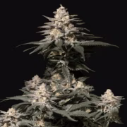 Purple Lemonade Fast Flowering Cannabisblüte – gewachsen aus Feminisierte Hanfsamen von FastBuds Seeds