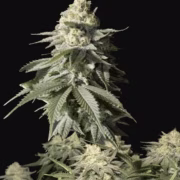 Orange Sherbet Fast flowering Cannabisblüte – gewachsen aus Feminisierte Hanfsamen von FastBuds Seeds
