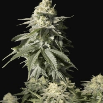 Orange Sherbet Fast flowering Cannabisblüte – gewachsen aus Feminisierte Hanfsamen von FastBuds Seeds