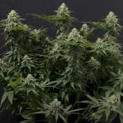 Wedding Cheesecake Fast Flowering Cannabisblüte – gewachsen aus Feminisierte Hanfsamen von FastBuds Seeds