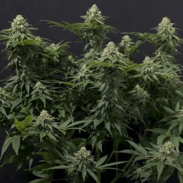 Wedding Cheesecake Fast Flowering Cannabisblüte – gewachsen aus Feminisierte Hanfsamen von FastBuds Seeds