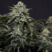 Gorilla Cookies Fast Flowering Cannabisblüte – gewachsen aus Feminisierte Hanfsamen von FastBuds Seeds