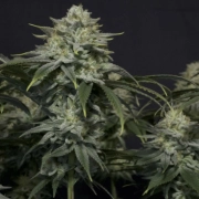 Gorilla Cookies Fast Flowering Cannabisblüte – gewachsen aus Feminisierte Hanfsamen von FastBuds Seeds