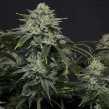 Gorilla Cookies Fast Flowering Cannabisblüte – gewachsen aus Feminisierte Hanfsamen von FastBuds Seeds