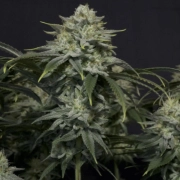 GG4 Sherbet Fast Flowering Cannabisblüte – gewachsen aus Feminisierte Hanfsamen von FastBuds Seeds