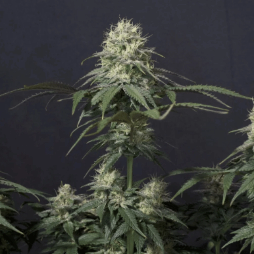 Tropicana Cookies Fast Flowering – FastBuds – Feminisiert