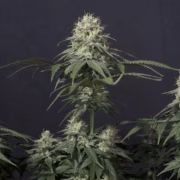 Tropicana Cookies Fast Flowering Cannabisblüte – gewachsen aus Feminisierte Hanfsamen von FastBuds Seeds