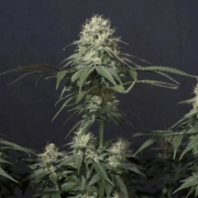 Tropicana Cookies Fast Flowering Cannabisblüte – gewachsen aus Feminisierte Hanfsamen von FastBuds Seeds