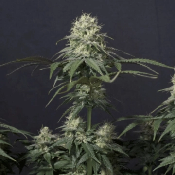 Tropicana Cookies Fast Flowering Cannabisblüte – gewachsen aus Feminisierte Hanfsamen von FastBuds Seeds