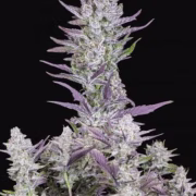 Wedding Glue Auto Cannabisblüte – gewachsen aus Automatic Hanfsamen von FastBuds Seeds