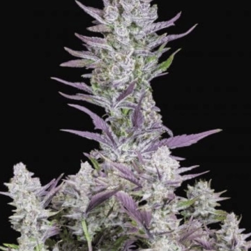 Wedding Glue Auto Cannabisblüte – gewachsen aus Automatic Hanfsamen von FastBuds Seeds