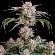 Strawberry Gorilla Auto Cannabisblüte – gewachsen aus Automatic Hanfsamen von FastBuds Seeds