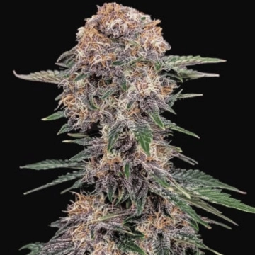 Cherry Cola Auto Cannabisblüte – gewachsen aus Automatic Hanfsamen von FastBuds Seeds