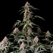 AMNESIA ZKITTLEZ Cannabisblüte – gewachsen aus Automatic Hanfsamen von FastBuds Seeds