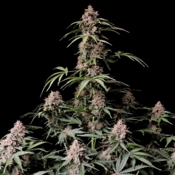 AMNESIA ZKITTLEZ Cannabisblüte – gewachsen aus Automatic Hanfsamen von FastBuds Seeds