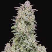 FORBIDDEN RUNTZ AUTO Cannabisblüte – gewachsen aus Automatic Hanfsamen von FastBuds Seeds