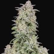 FORBIDDEN RUNTZ AUTO Cannabisblüte – gewachsen aus Automatic Hanfsamen von FastBuds Seeds