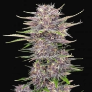 BANANA PURPLE PUNCH AUTO Cannabisblüte – gewachsen aus Automatic Hanfsamen von FastBuds Seeds