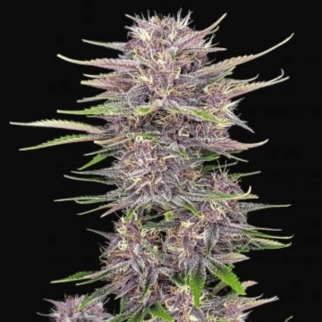 BANANA PURPLE PUNCH AUTO Cannabisblüte – gewachsen aus Automatic Hanfsamen von FastBuds Seeds