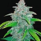 Blue Dream Auto Cannabisblüte – gewachsen aus Automatic Hanfsamen von FastBuds Seeds