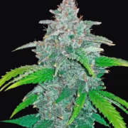 Blue Dream Auto Cannabisblüte – gewachsen aus Automatic Hanfsamen von FastBuds Seeds