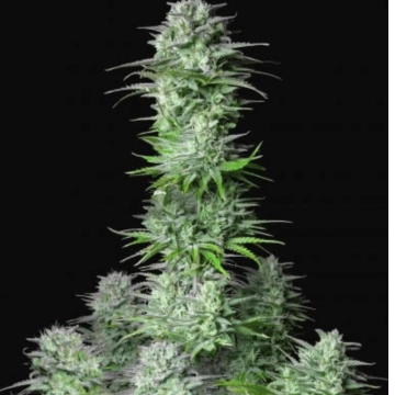 Kosher Cake Auto Cannabisblüte – gewachsen aus Automatic Hanfsamen von FastBuds Seeds