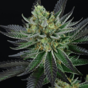 Capri Zun Cannabis Blüte - gewachsen aus Feminisierte Hanfsamen für den Anbau