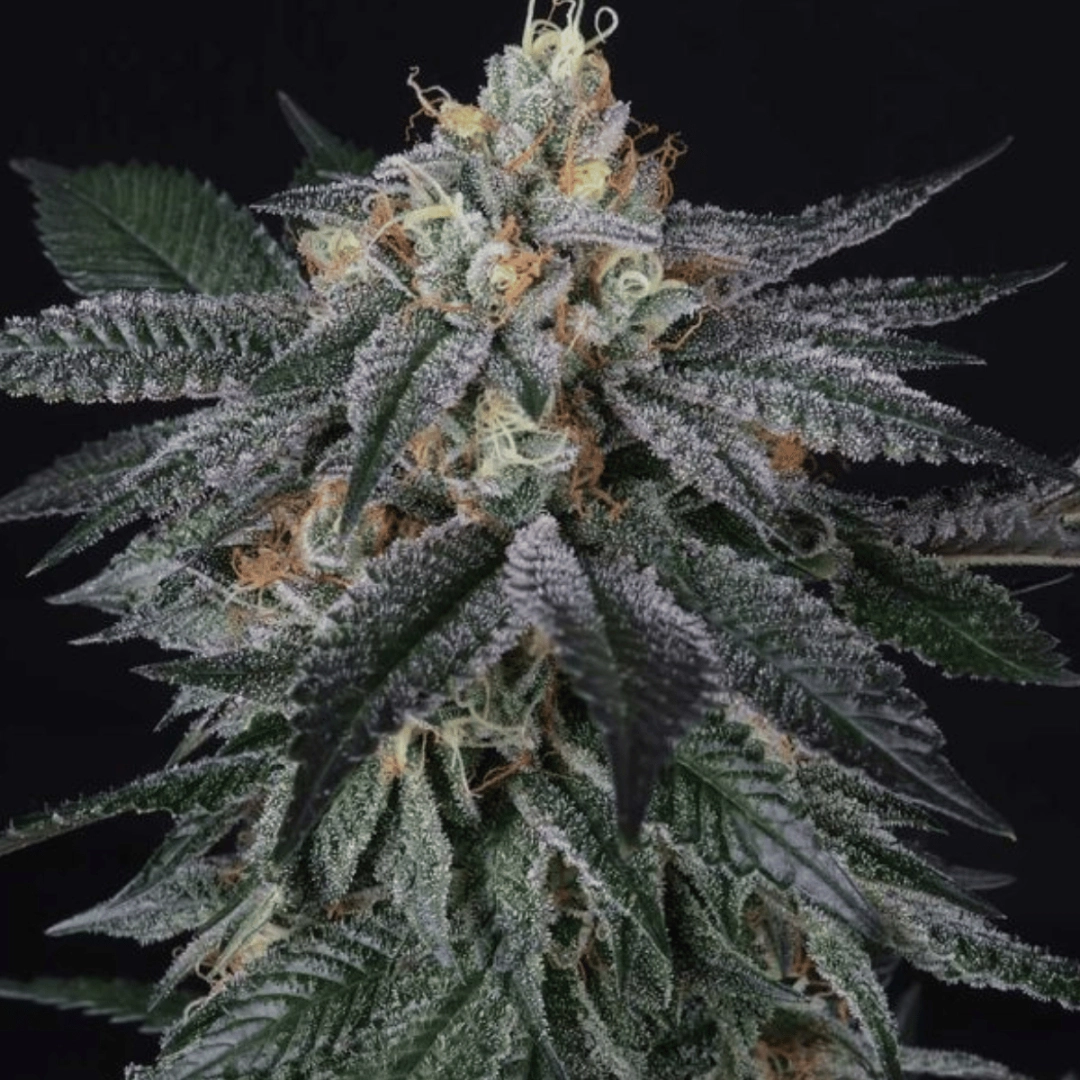 ZaiZai – Perfect Tree Seeds – Feminisiert